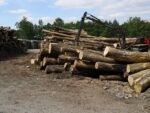 Bois rond de hêtre, de chêne et de charme – chargement de camion de 20 mètres cubes