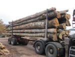 Bois rond de hêtre, de chêne et de charme – chargement de camion de 30 mètres cubes