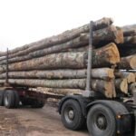 Bois rond de hêtre, de chêne et de charme – chargement de camion de 30 mètres cubes
