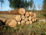 Sapin de Douglas – bois rond – chargement par camion  100 RM