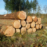 Sapin de Douglas – bois rond – chargement par camion  100 RM