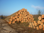Sapin de Douglas – bois rond – chargement par camion  100 RM – Image 2