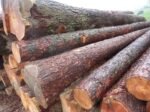Mélèze – bois rond – chargement par camion