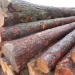 Mélèze – bois rond – chargement par camion