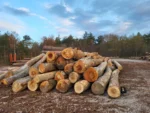 Bois de grume – Hêtre